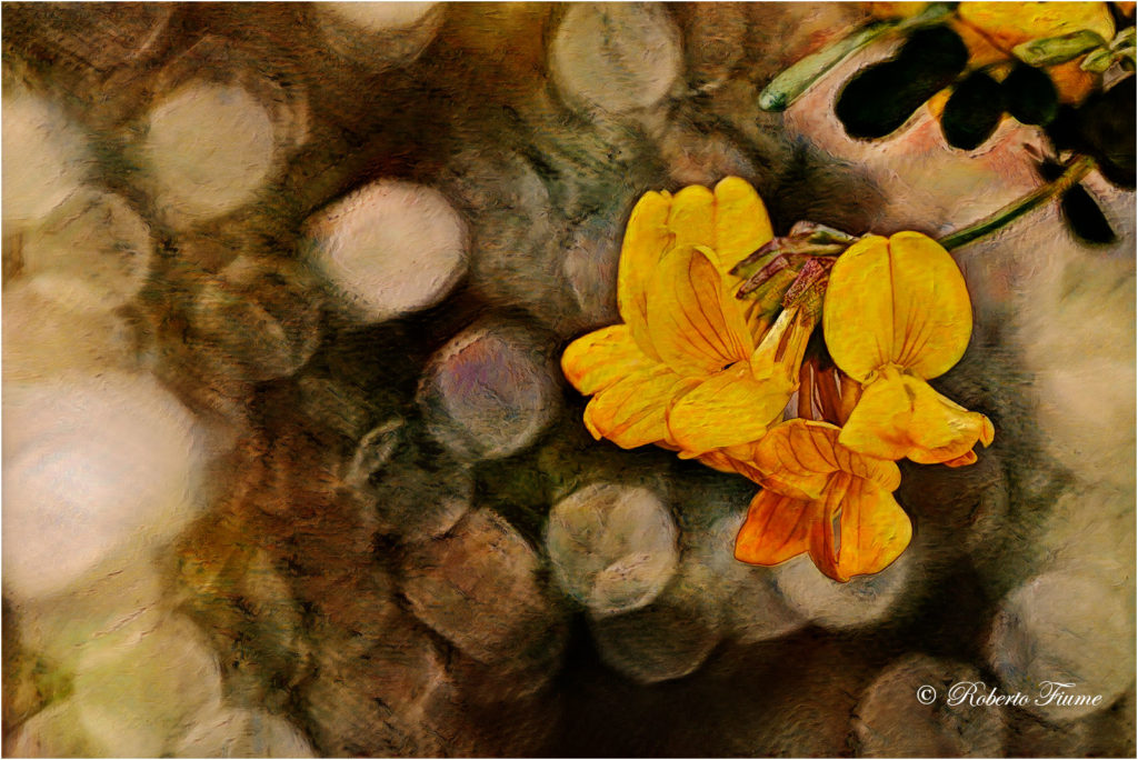 Fiore giallo